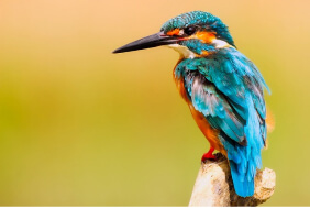 Amazing Birds Lesson Plans and Worksheets